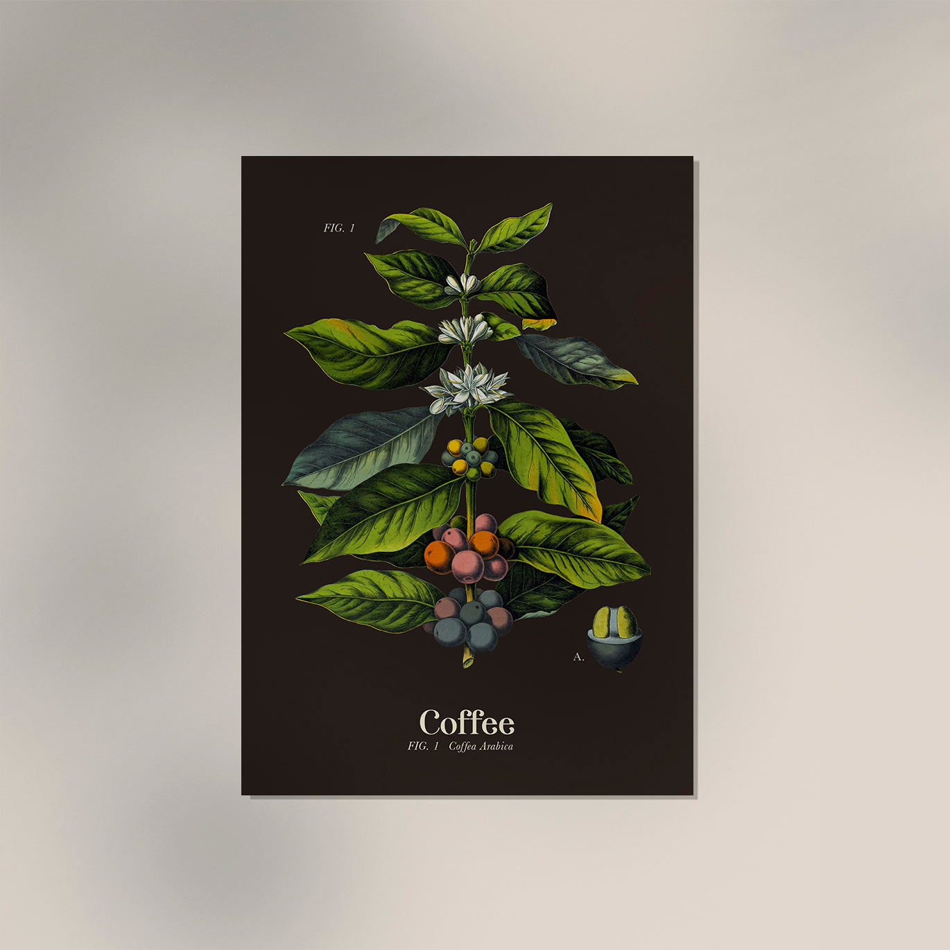 Coffee Botanical Poster