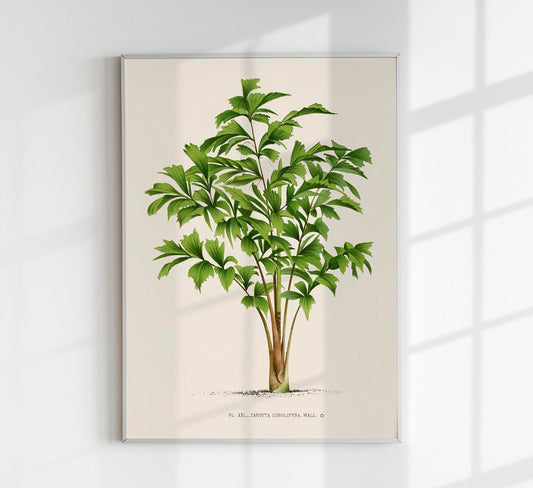 Vintage Tree Caryota Sobolifera Poster