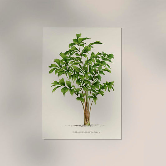 Vintage Tree Caryota Sobolifera Poster