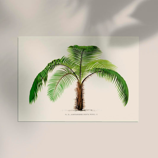 Acanthophoenix Crinta Poster