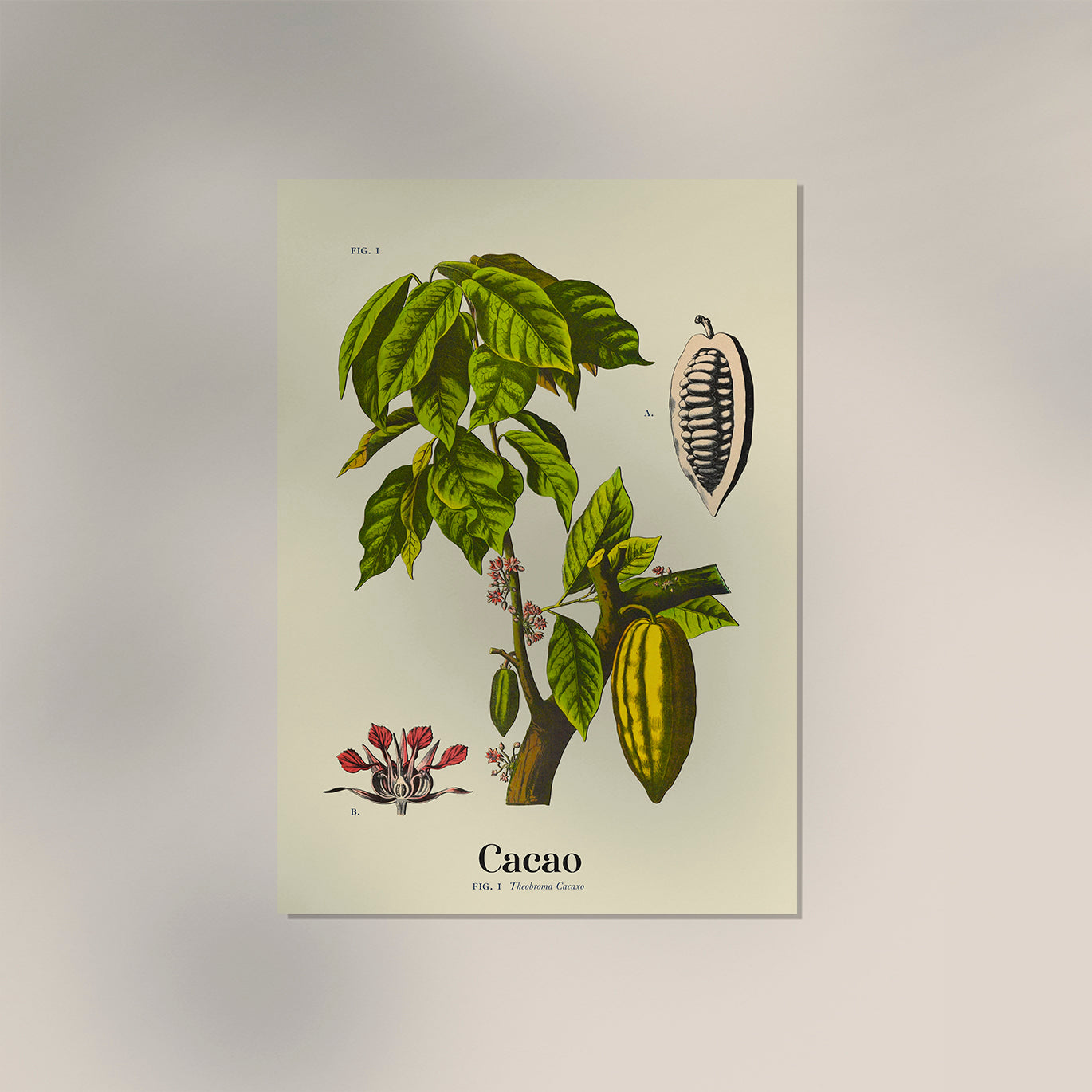 Cacao Botanical Light Poster