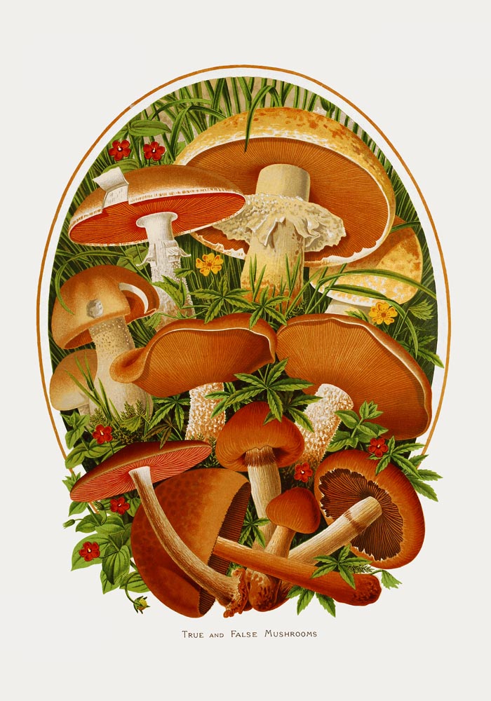 True and False Mushroom Botanical Poster