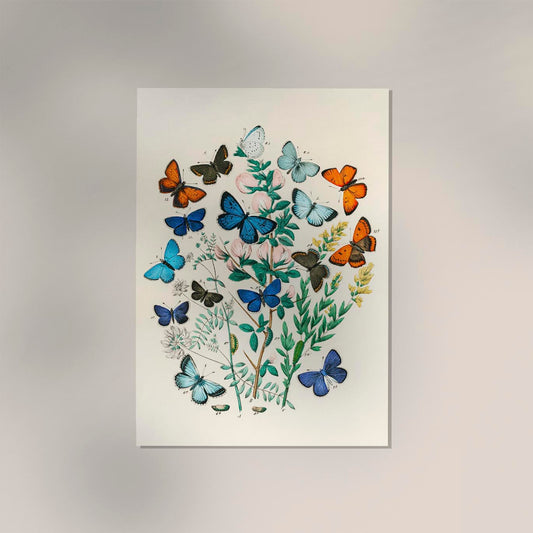 Colorful Butterflies Poster