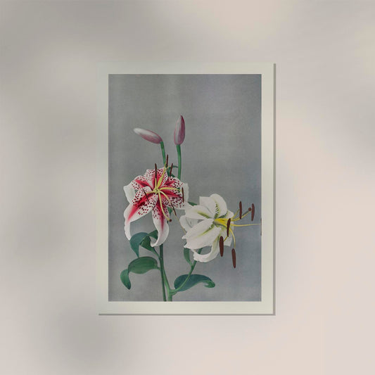 Lily by Ogawa Kazumasa