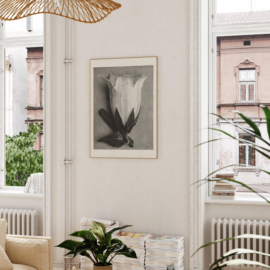 Karl Blossfeldt Plant Photogravure Nr 64