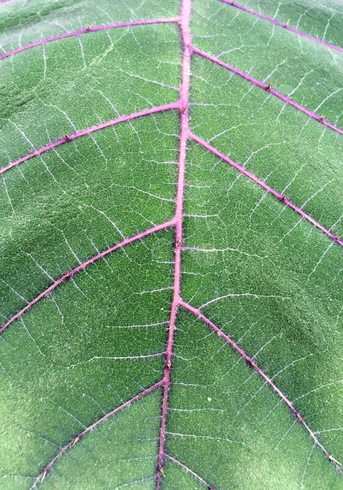 Natural Veins at Botanische Garten Photo Print