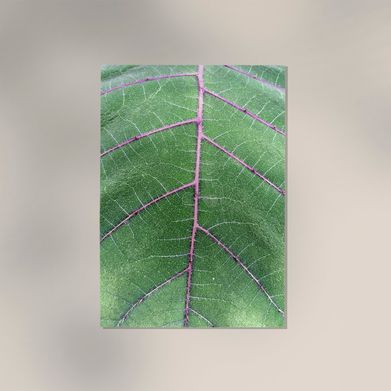 Natural Veins at Botanische Garten Photo Print