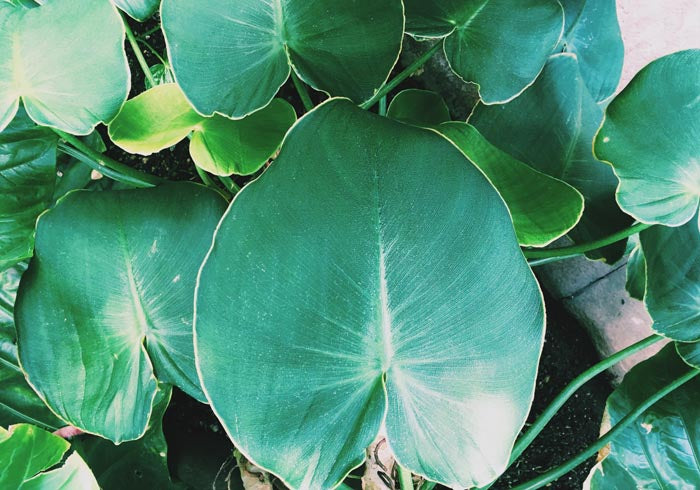 Green Leafs at Botanische Garten Photo Print