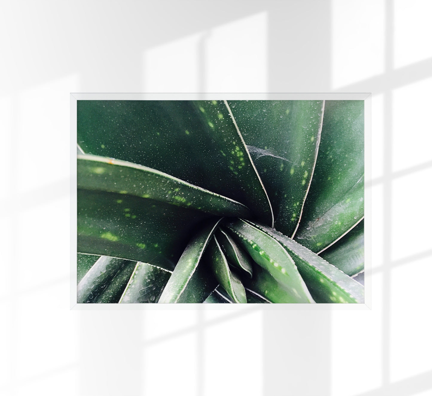Plant in Detail at Botanische Garten Photo Print