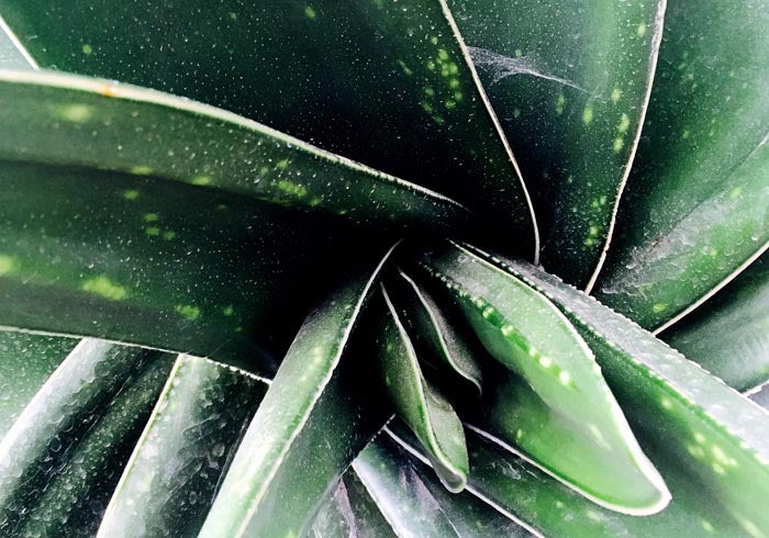 Plant in Detail at Botanische Garten Photo Print