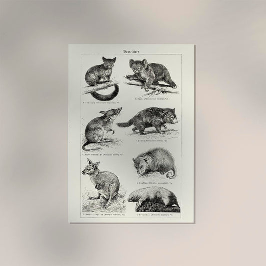 Antique Marsupial Collage Poster