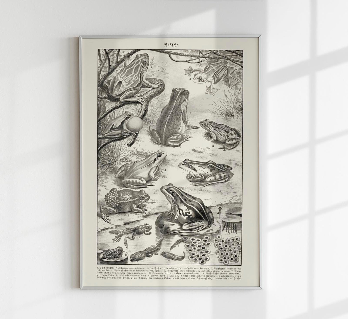 Frog Poster