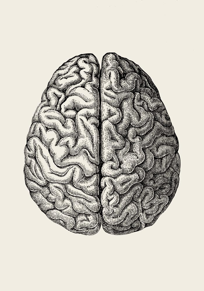 Anatomical Brain Science Poster