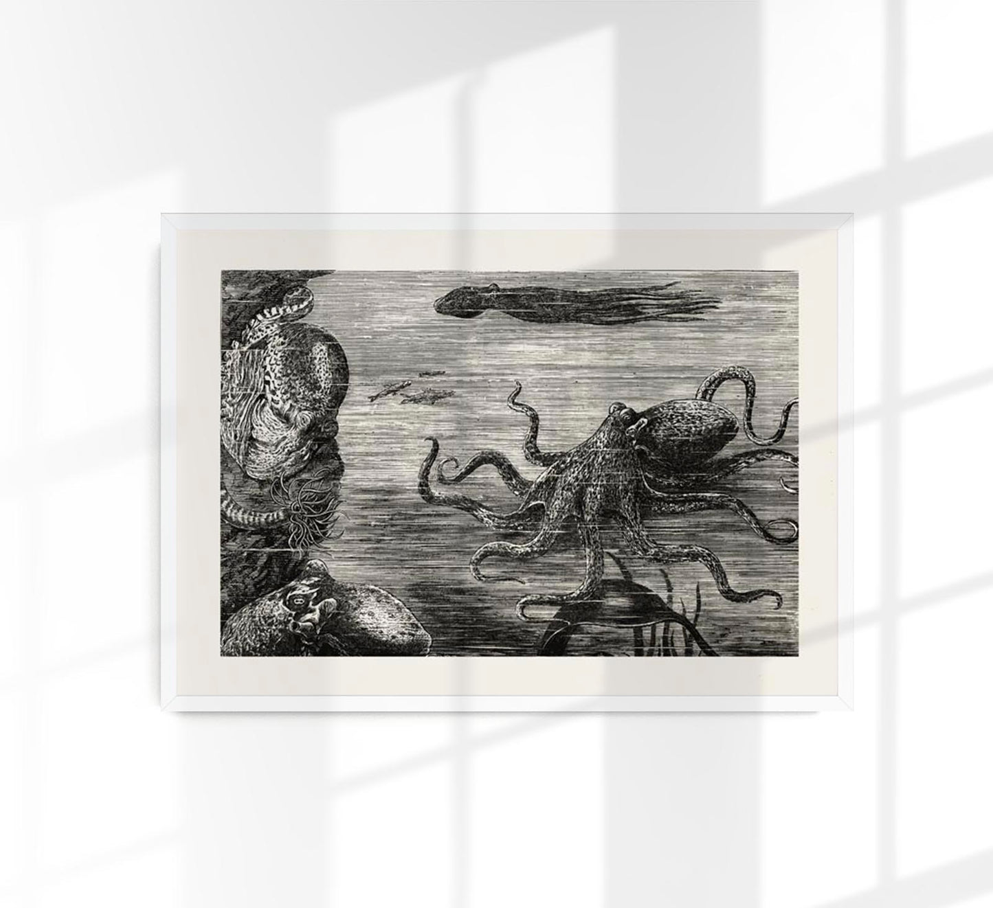 Antique Octopus I Poster