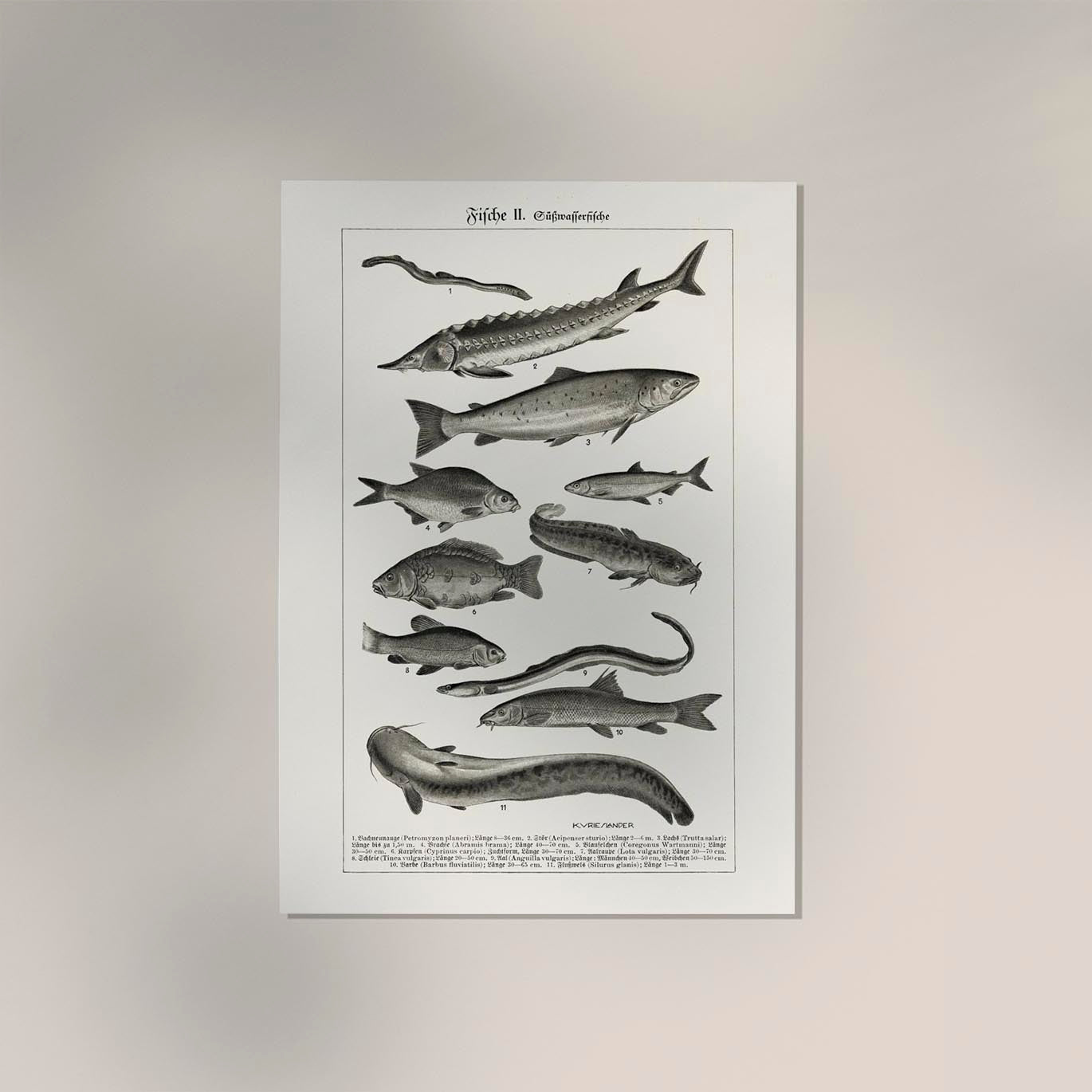 Fish German Chart n2 Antique Print