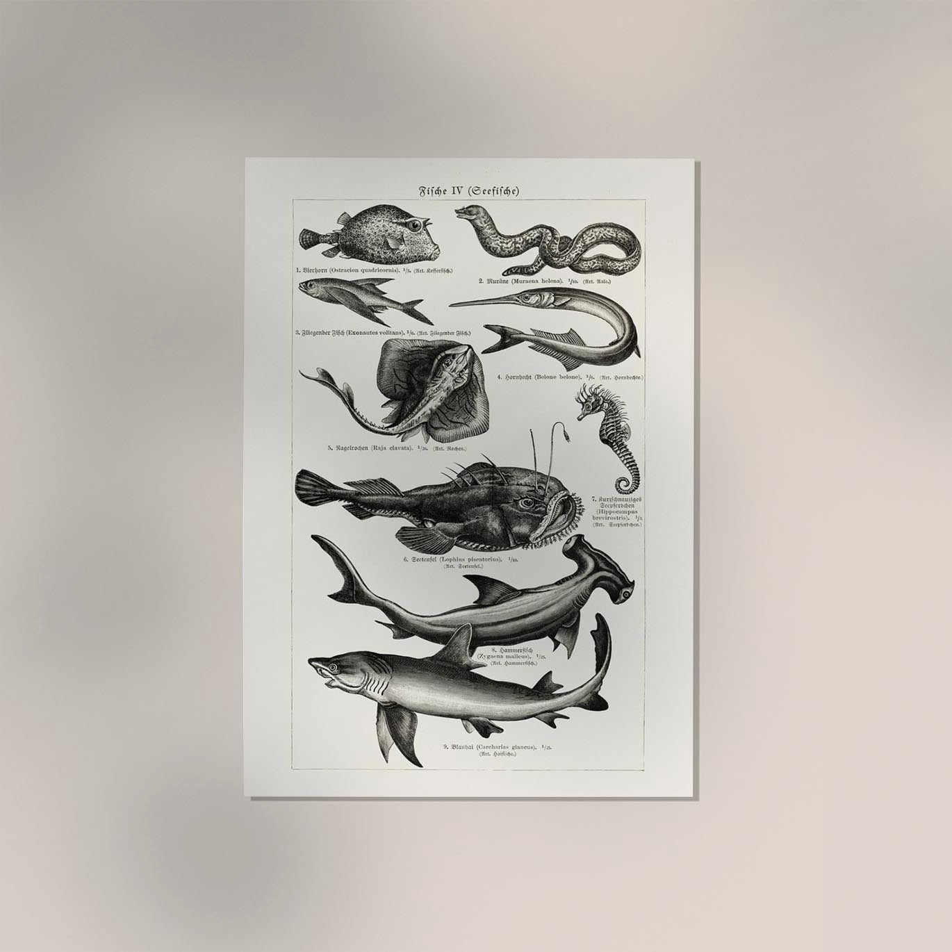 Fish German Chart n4 Antique Print