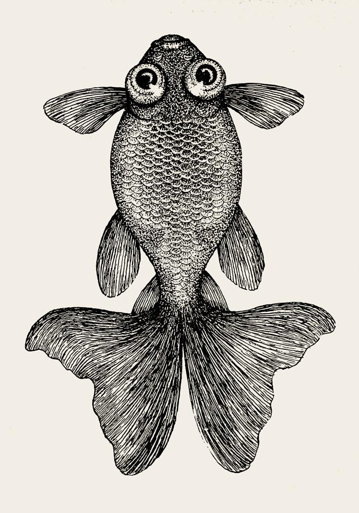 Fish with big eyes Antique Print
