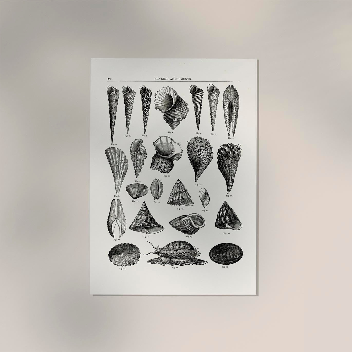 Seaside Amusements Shell Chart Antique Print