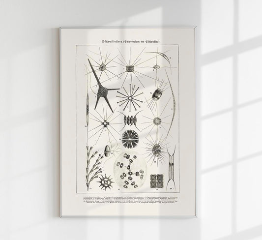 Spring water flower (Süsswasserflora) Antique Print