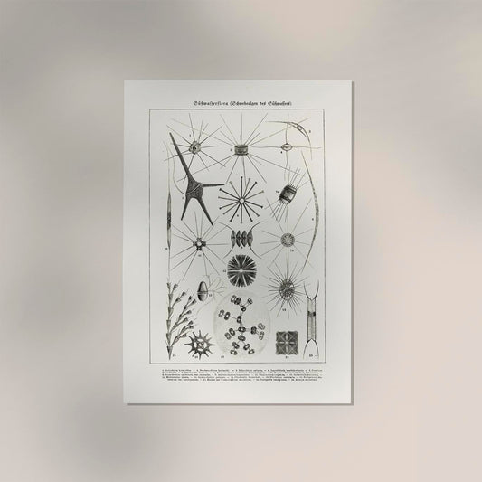 Spring water flower (Süsswasserflora) Antique Print