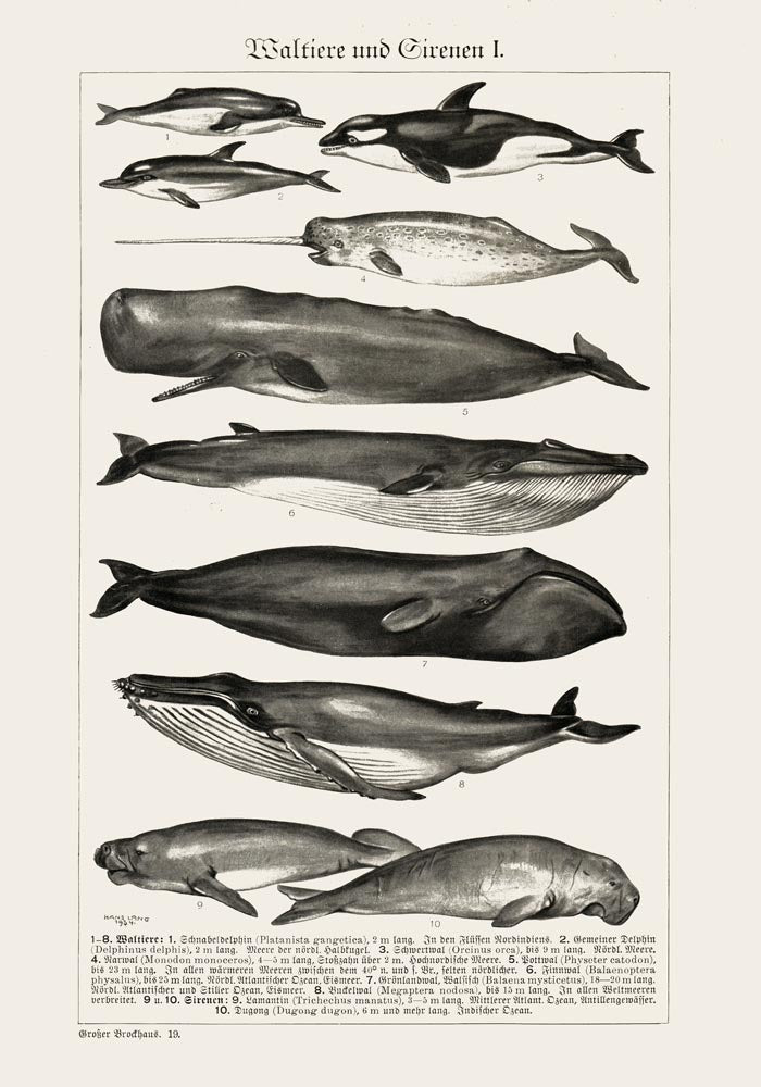 Whales Chart nr 1 German Antique Print