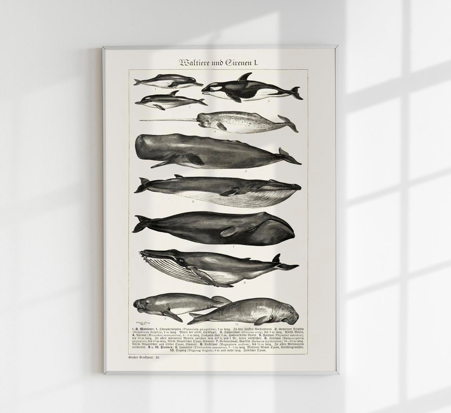 Whales Chart nr 1 German Antique Print
