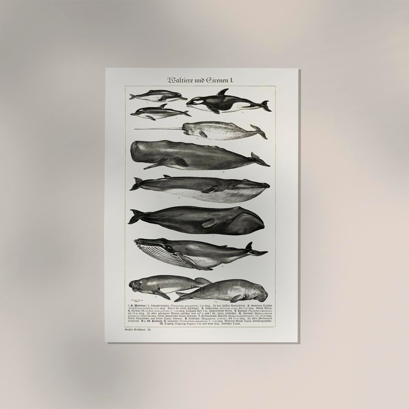 Whales Chart nr 1 German Antique Print