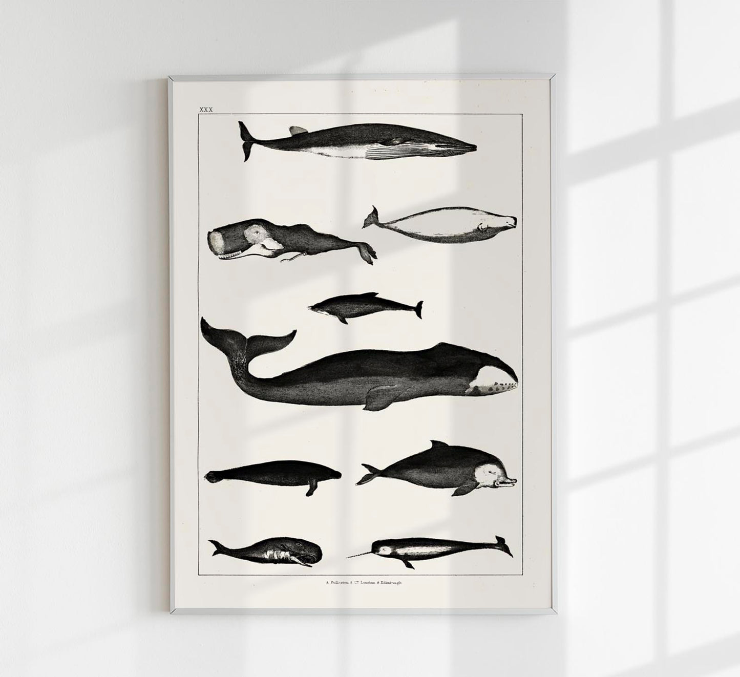 Whales Chart Antique Print