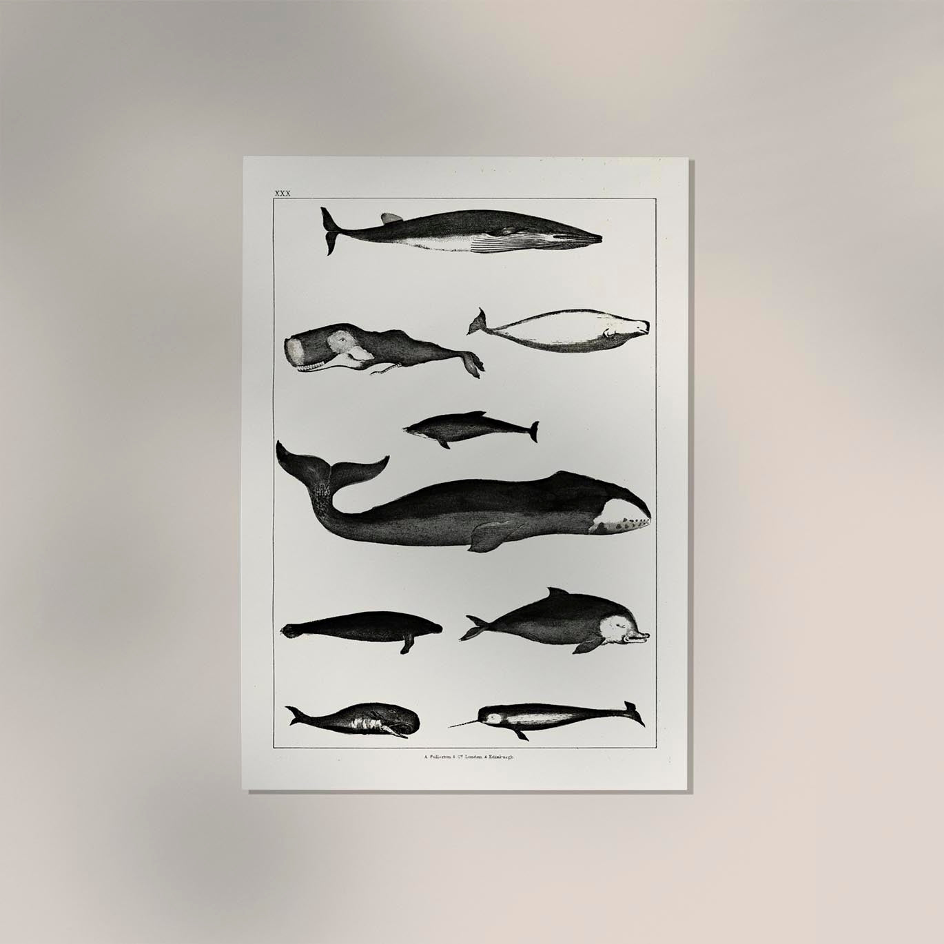 Whales Chart Antique Print