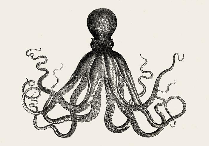 Octopus Antique Print
