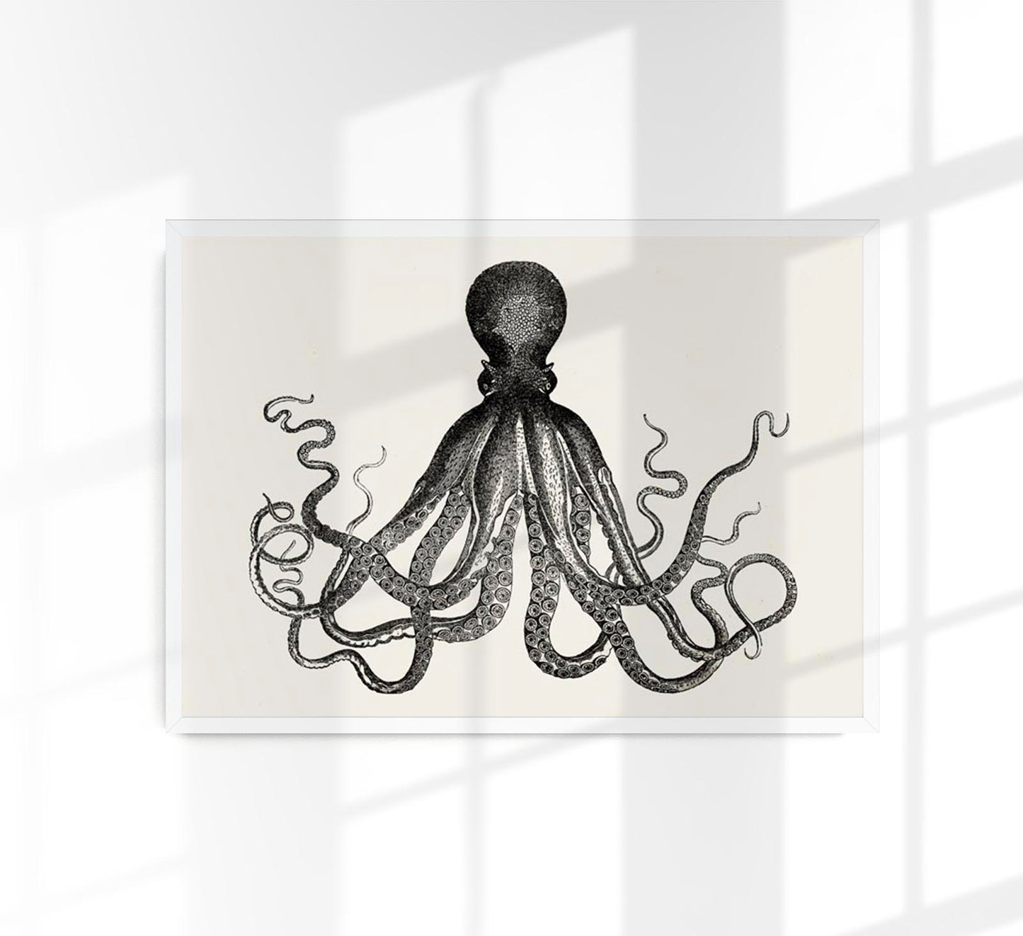 Octopus Antique Print