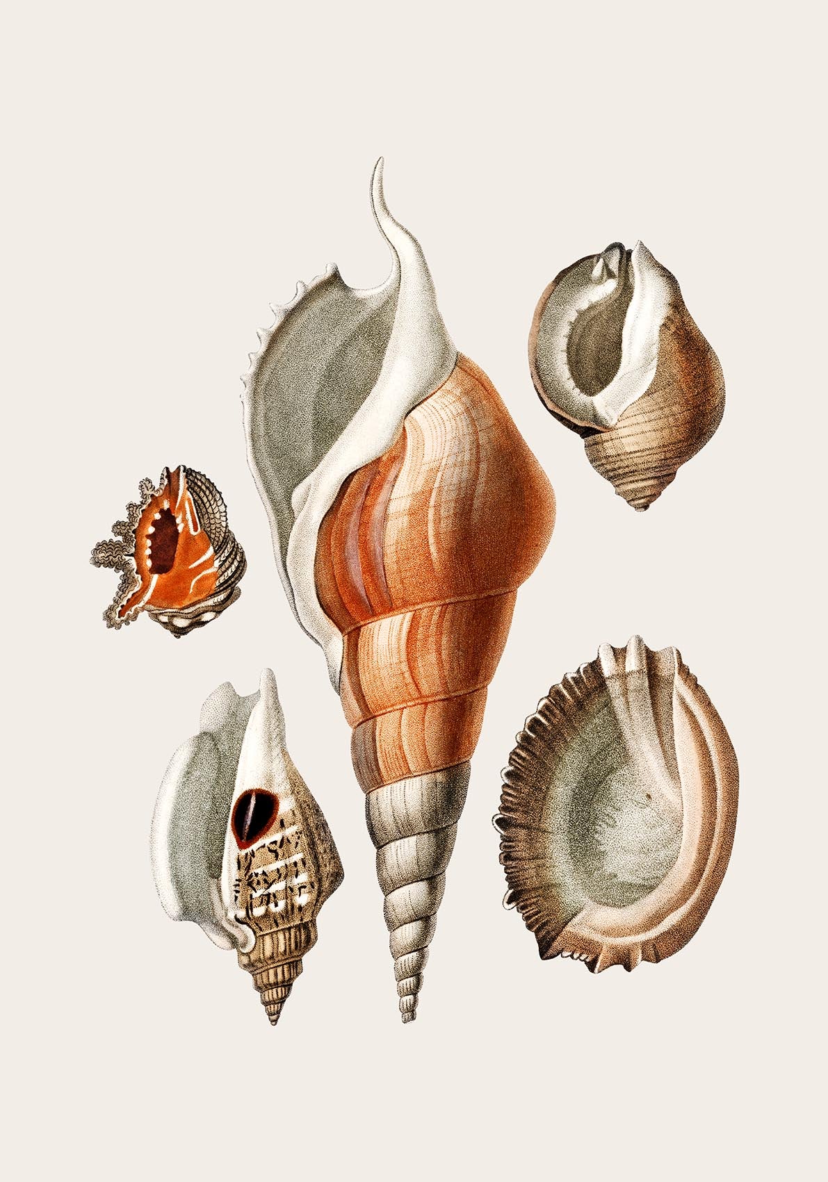 Shells Collage nr 2 Antique Print