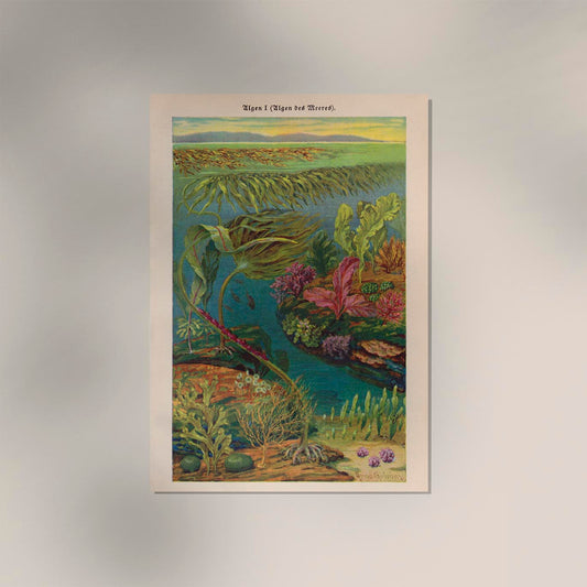 Seaweed  Algen I Coral Poster