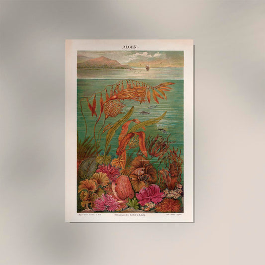 Seaweed Algen Collection