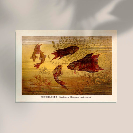 Grossflosser Fish Chart Poster