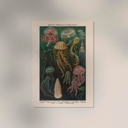 Jellyfishes Chart Poste
