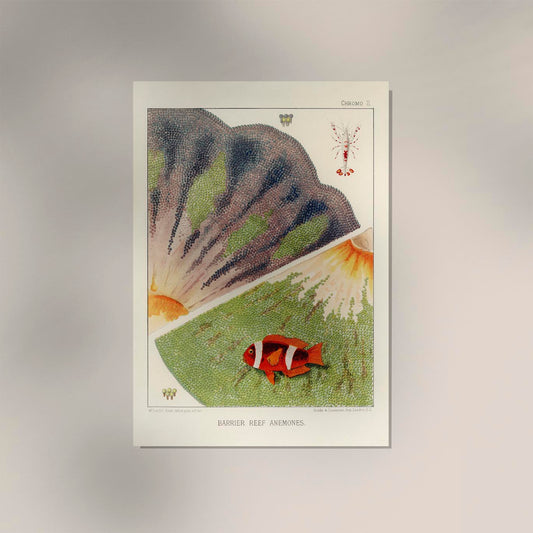 Great Barrier Reef Anemones Nr 2