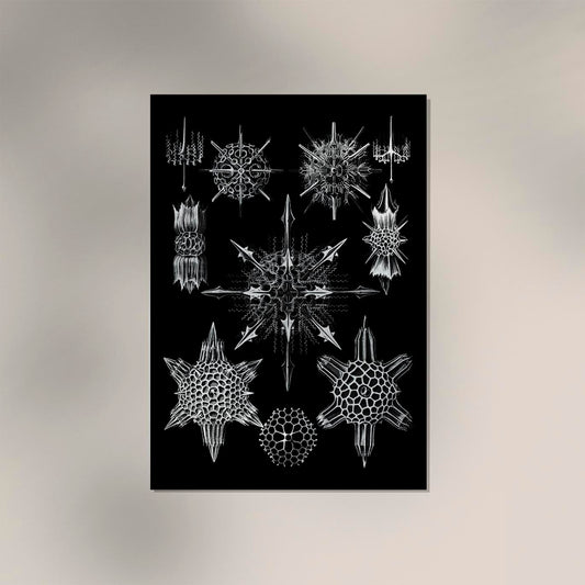 Ernst Haeckel Acanthophracta Poster