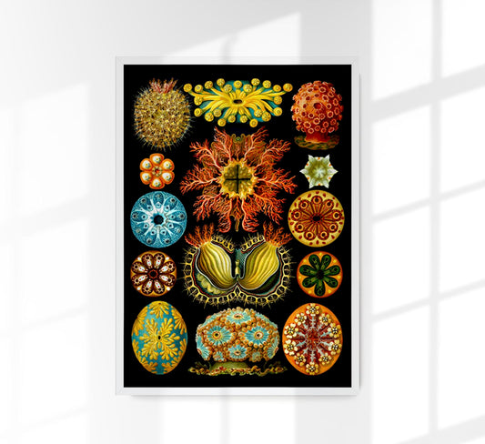 Colourful Corals Embryology by Ernst Haeckel Poster