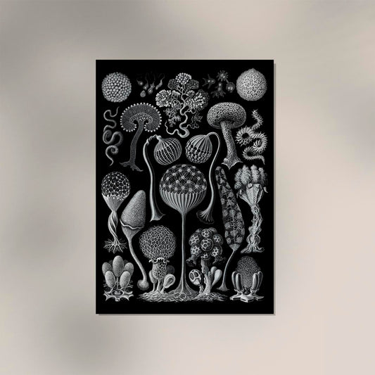 Mycetozoa by Ernest Haeckel Poster