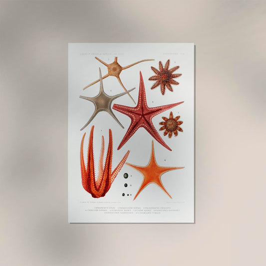 Starfish varieties set illustration Poster