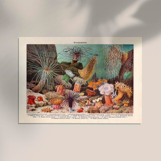 Sea Anemones Poster