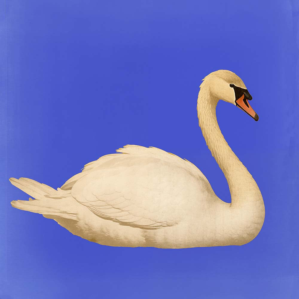 White Swan in Cyan Squared Print