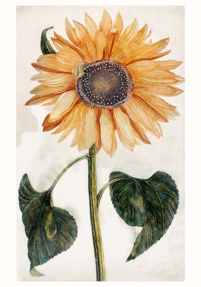 Sunflower by Johan Teyler Botanical Poster