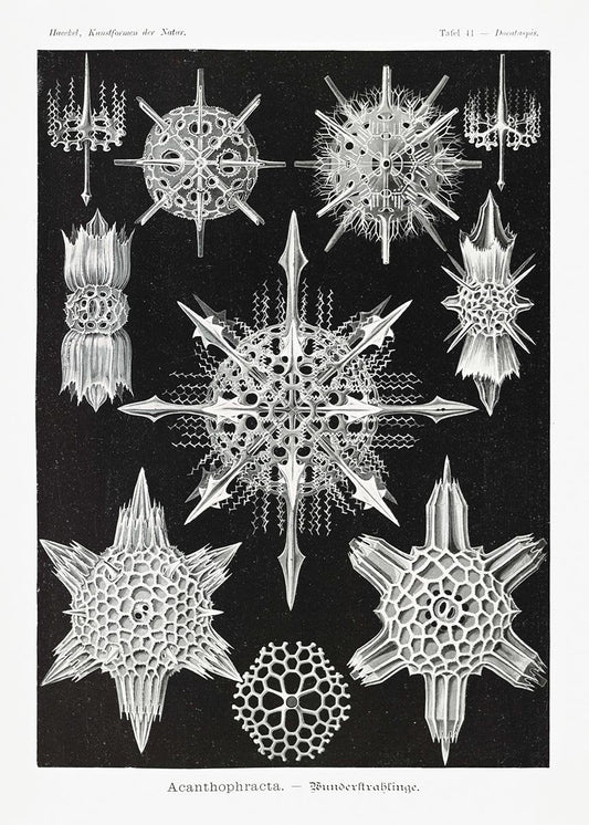 Acanthophracta by Ernst Haeckel Poster