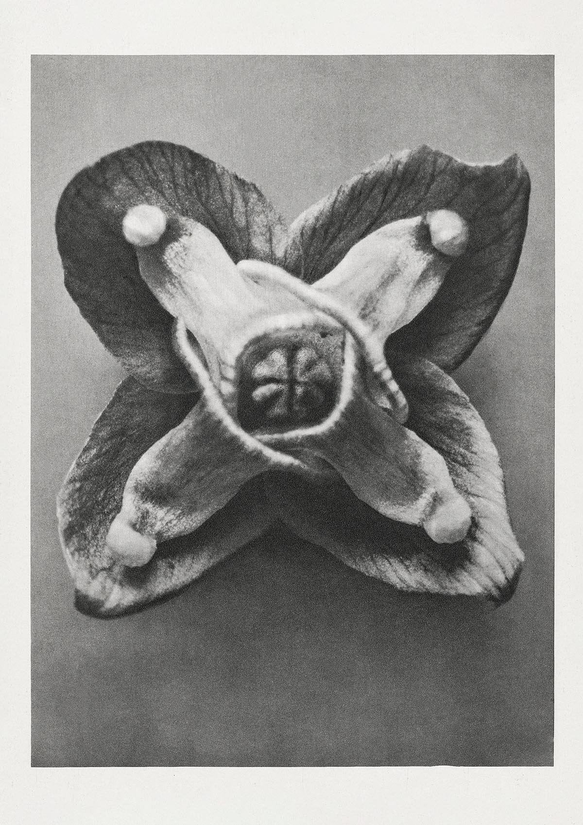 Karl Blossfeldt Plant Photogravure Nr 22 Vintage Photograph Poster