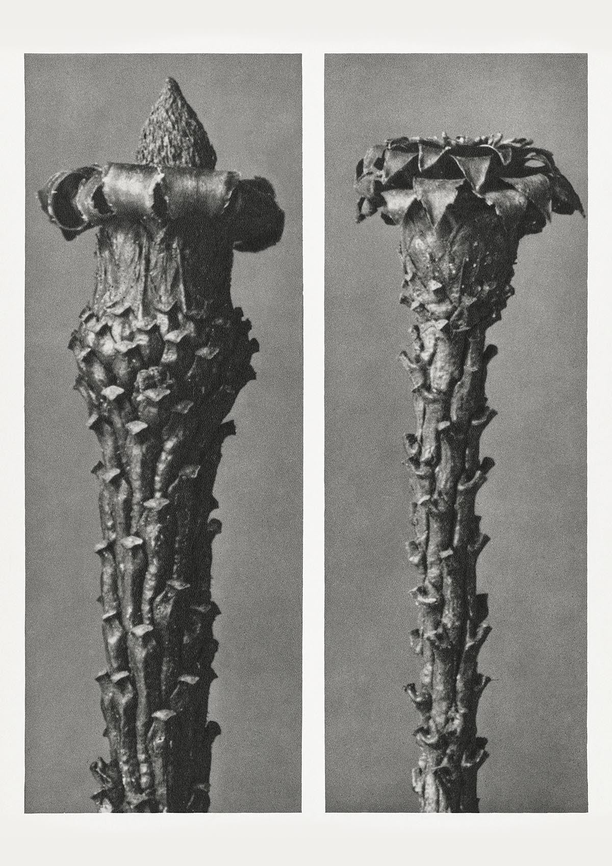 Karl Blossfeldt Plant Photogravure Nr 86