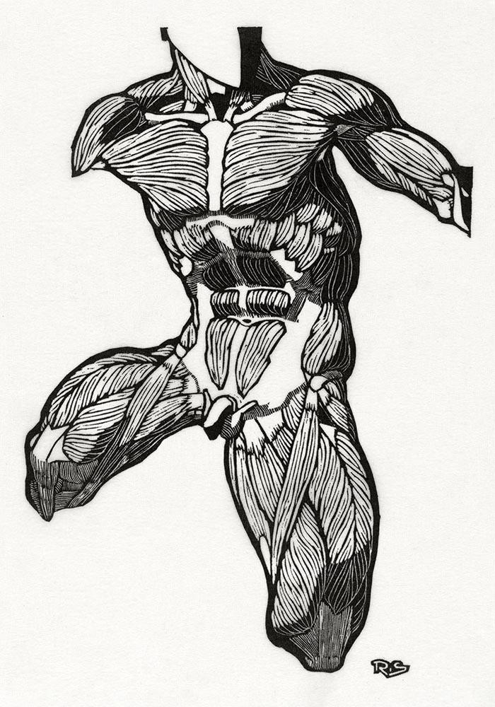 Anatomical Study Nr 11 by Reijer Stolk