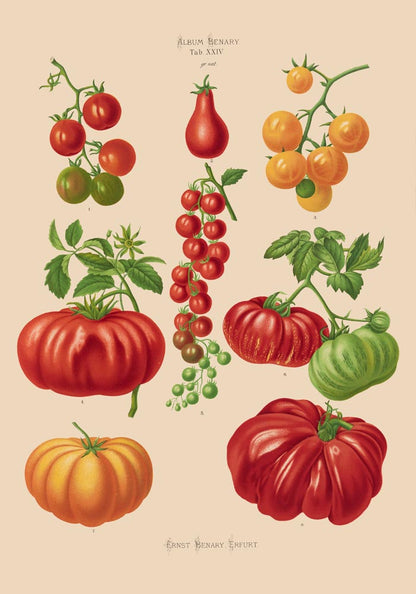 Tomatoes Chart Botanical Poster