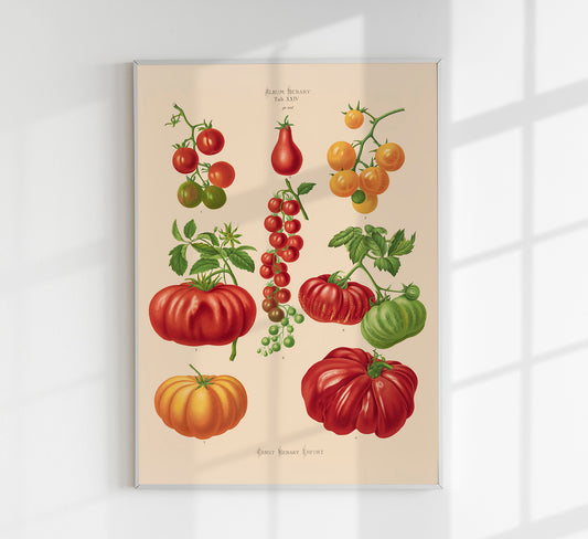 Tomatoes Chart Botanical Poster